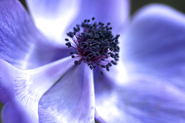 Blue Anemone by Joy Watson